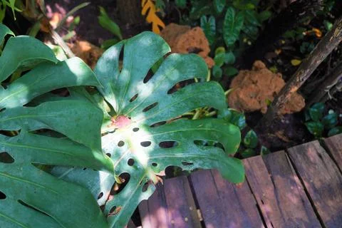The large Monstera leaf, under the dappled shade of trees. Stock Photos