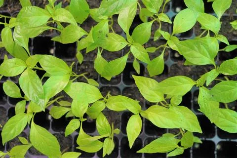The large Monstera leaf, under the dappled shade of trees. Stock Photos