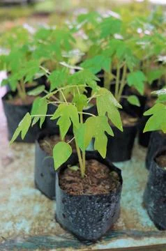 The large Monstera leaf, under the dappled shade of trees. Stock Photos