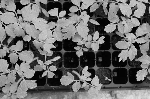 The large Monstera leaf, under the dappled shade of trees. 스톡 사진