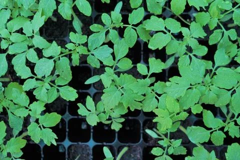 The large Monstera leaf, under the dappled shade of trees. Stock Photos
