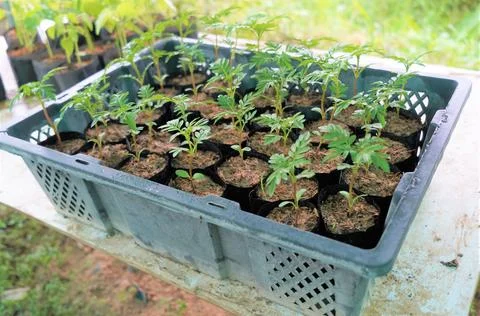 The large Monstera leaf, under the dappled shade of trees. Stock Photos