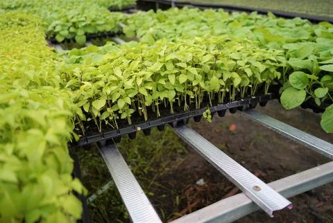 The large Monstera leaf, under the dappled shade of trees. Stock Photos