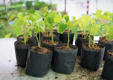 The large Monstera leaf, under the dappled shade of trees. Stock Photos
