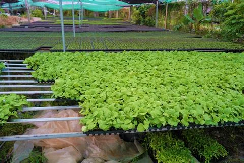 The large Monstera leaf, under the dappled shade of trees. 写真素材