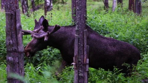 Large Moose eating and walking in dense green forest, Norwegian wilderness. Stock Footage 252691823