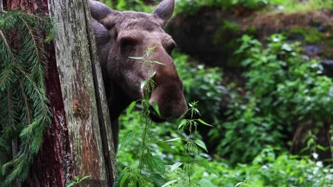 Large Moose eating and walking in dense green forest, Norwegian wilderness. Stock Footage 252694442