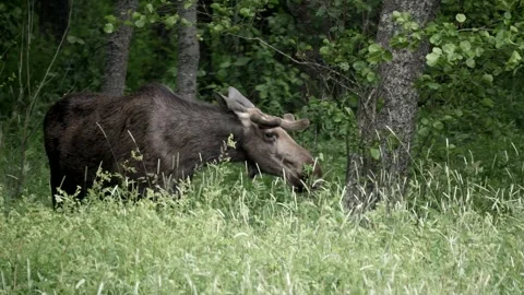 A large moose in Sweden stands while eating meadow greens. Video stock 295820779