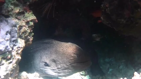 Large Moray Eel and Red Lionfish Resting Together in a Reef Cave, Red Sea Stock Footage 340060592