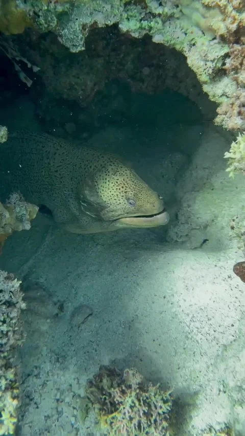 Large Moray Eel and Zebra Lionfish Resting Under Coral Video stock 344396191