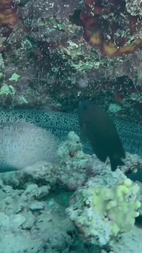 Large Moray Eel and Zebra Lionfish Resting Under Coral Vídeo Stock 344396222
