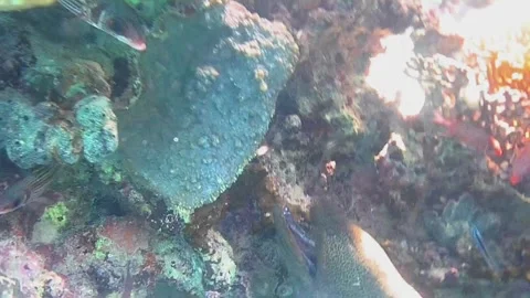 Large Moray Eel Being Cleaned by a Cleaner Fish in Its Mouth Vídeos de archivo 344396168