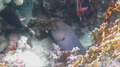 Large Moray Eel Being Cleaned by a Cleaner Fish in Its Mouth 스톡 동영상 344396190