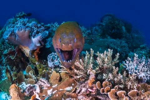 A large moray eel close up in the coral reef Stock Photos