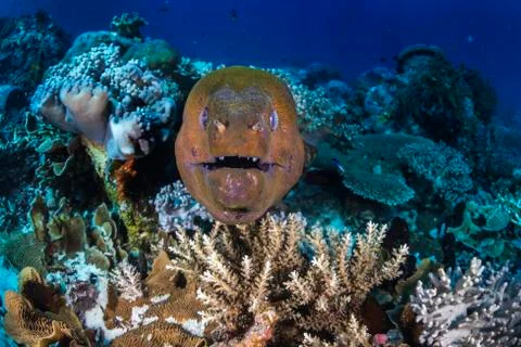 A large moray eel close up in the coral reef Stock Photos
