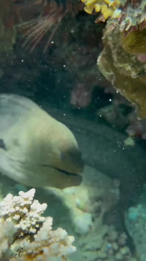 Large Moray Eel in a Coral Crevice with Red Lionfish Above Vídeos de archivo 344396218