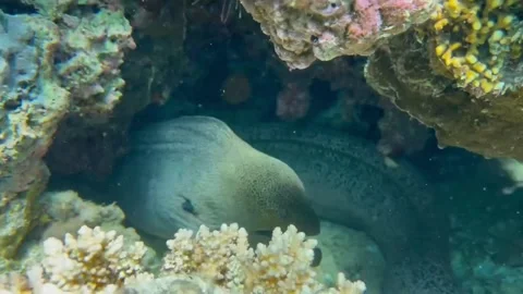 Large Moray Eel in a Coral Crevice with Red Lionfish Above Vídeo Stock 344396235