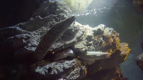 Large moray eel at the coral reef in the aquarium. Stock Footage 94670945