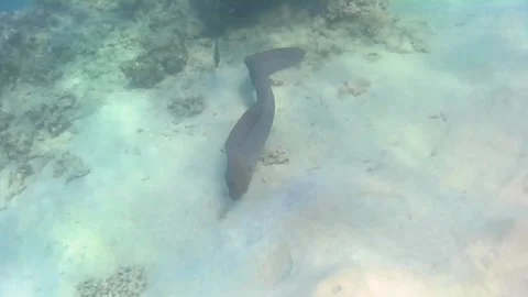 Large Moray Eel Crossing Sandy Bottom Between Corals During Hunt Stock Footage 340003162