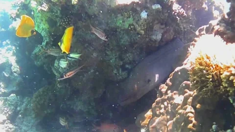 Large Moray Eel Hanging Upside Down from Coral Reef Stock Footage 341770855