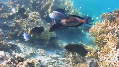 Large Moray Eel Hunting and Moving Through Coral Reef Stock Footage 341770904