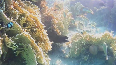 Large Moray Eel Hunting and Moving Through Coral Reef Stock Footage 341770906