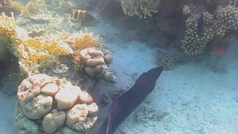 Large Moray Eel Hunting and Moving Through Coral Reef Stock Footage 341770909
