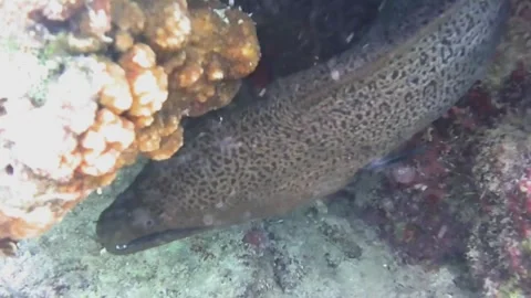 Large Moray Eel Hunting and Moving Through Coral Reef Stock Footage 341770912