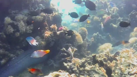 Large Moray Eel Hunting and Moving Through Coral Reef Stock-Footage 341770915