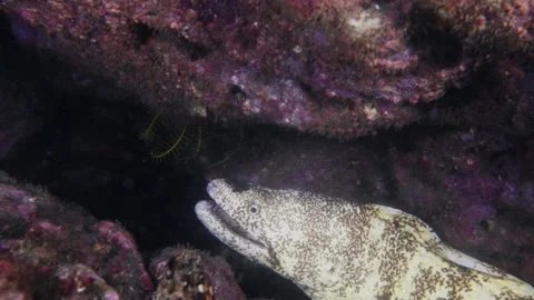 A large moray eel with its mouth open peering out from a dark rocky crevice Stock Footage 346531419