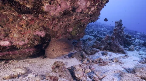 Large moray eel moves back and forth under rock Stock Footage 66455089