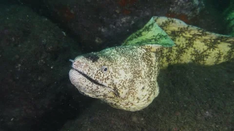 Large moray eel opening its mouth and looking at the camera from a rocky reef Stock Footage 346531451
