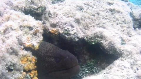 Large Moray Eel Peeking Out of a Small Reef Hole Close Up, Red Sea Stock Footage 340060539