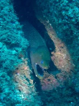 Large Moray Eel Stock Photos
