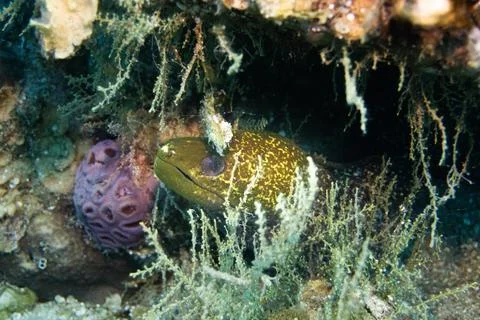 A large moray eel Stock Photos