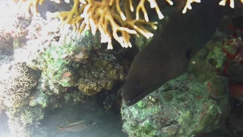 Large Moray Eel Resting in Coral and Opening Its Mouth Stock Footage 341770886