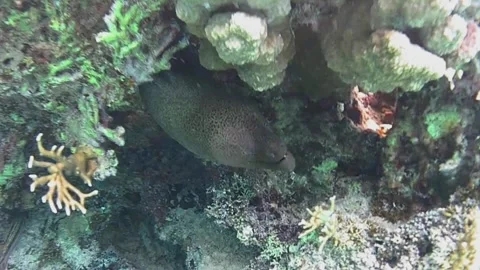 Large Moray Eel Resting in Coral and Opening Its Mouth Stock Footage 341770921