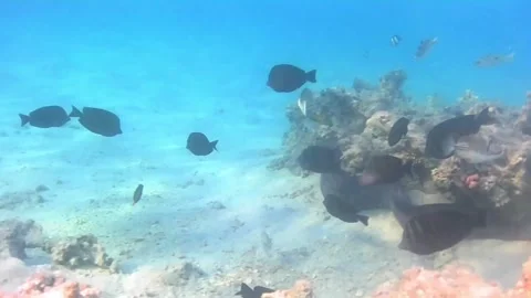 Large Moray Eel Swimming Through Coral Reef Among Reef Fish Stock Footage 340003165