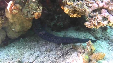 Large Moray Eel Tail Protruding from Beneath Coral Reef in the Red Sea Stock Footage 339629953