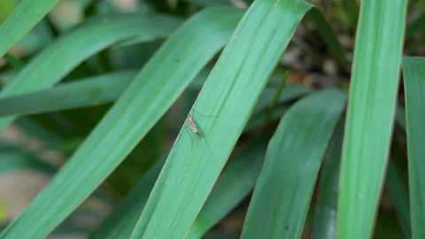 A large mosquito crawls on a large leaf Vidéo 308940974