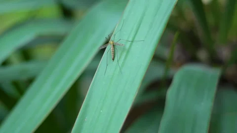 A large mosquito crawls on a large leaf Stock Footage 308941501