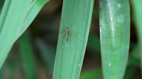 A large mosquito crawls on a large leaf Stock Footage 308941540