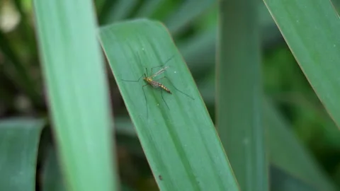 A large mosquito crawls on a large leaf Stock Footage 308941668