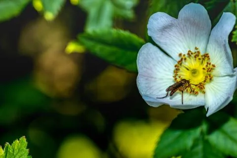 A Large Mosquito On A Flower Stock Photos