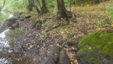Large Moss Covered Boulder Sitting Among Rocks And Forest Floor Stock Footage 348068481