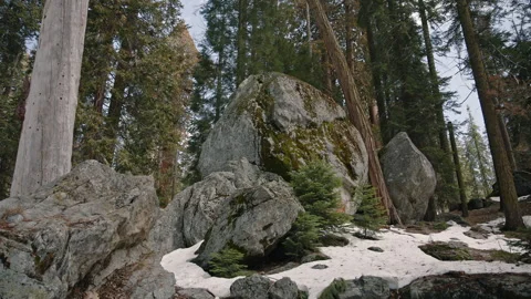 Large Mossy Boulder among Snow and Pine Trees Stock Footage 314894311