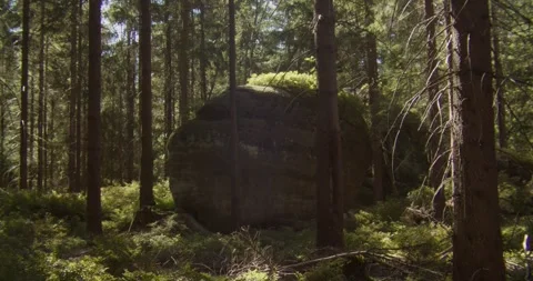 Large Mossy Rock Formation In Dense Pine Forest Bohemian Paradise Vídeos de archivo 345168939