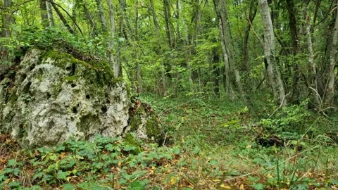 Large mossy rock surrounded by green forest trees after rain Stock Footage 319060663