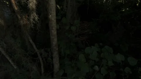 Large Mossy Trees Stock Footage 135837818