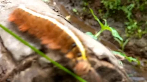 Large Moth Caterpillar Swaying Its Head from Multiple Angles 스톡 동영상 341999310
